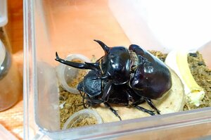 マルスゾウカブト　幼虫5匹セット①