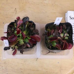 ハエトリソウ　JAG 2ポット　第4種送料290円　秋　Dionaea muscipula　ディオネア・マスキプラ　食虫植物　　ハエトリグサ