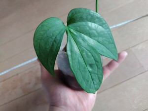 Piper sp.白銀　着生蔓性熱帯植物　パルダリウム　テラリウム