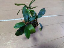 Bucephalandra sp.Sokan3 “Shine Blue” kn便　ブセファランドラsp.ソカン3　シャインブルー　2株_画像8