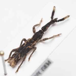 変わった触角を持つペルーのミツギリゾウムシ Ulocerus sp. 2 樹皮擬態だと思いますの画像2