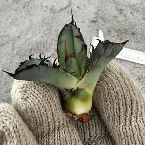 S61 ”BEAST” ビースト 極上子株 多肉植物 アガベ チタノタ Agave titanota