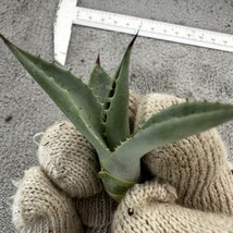 V68 曲棘八雷子株 Agave Macroacantha x Isismenshi アガベ　チタノタ_画像4