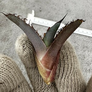 X36 “BEAST” ビースト 極上子株 多肉植物 アガベ チタノタ Agave titanota