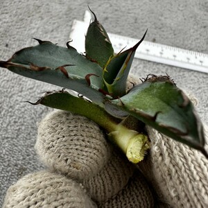 Y3 “BEAST” ビースト 極上子株 多肉植物 アガベ チタノタ Agave titanota 