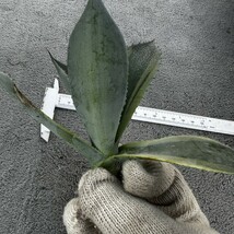 B22 オバティフォリア オルカ 稀少株 アガベ チタノタ 多肉植物_画像8