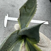 B22 オバティフォリア オルカ 稀少株 アガベ チタノタ 多肉植物_画像6