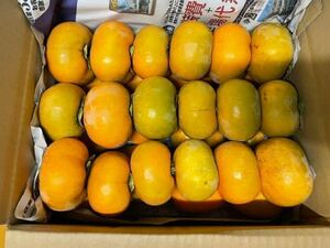 和歌山県産　ひらたねなし柿(たねなし柿) 5kg 送料無料　サイズ混合　即決価格です。