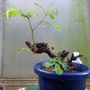 盆栽素材　ネムノキ　樹齢20年以上　7号鉢植　サイズ　W30・D25・H40㎝　未使用　
