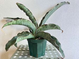 サンスベリア　ウォーターマーク　(Sansevieria Watar mark) サンセベリア