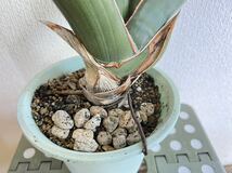 サンスベリア　バナナ(Sansevieria ehrenbergii Banana)サンセベリア　バナナ_画像5