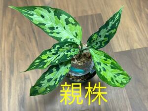 アグラオネマ ピクタム トリカラー エウレカ No 7 Aglaonema pictum tricolor Eureka from P.Nias [AZ0710-9] ネームド 熱帯植物 観葉植物