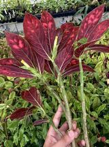 コルムネア Columnea dimidiata (yellow)_画像2