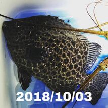 【7号針　6セット】　仕掛け 穴釣り 伊勢海老 ハンドメイド 根魚_画像5