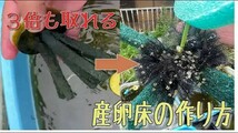 【貴凌メダカ】 圧倒的に根こそぎ採れる!！特別製 産卵床 10個入 めだか 黒玉ボール チュール生地 ポリエステル不織布_画像2