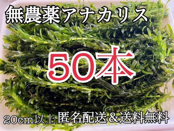 送料無料 50本20cm以上 無農薬アナカリス(オオカナダモ)アクアリウム餌水草 メダカ 金魚草 金魚藻 ザリガニ エビの餌水槽アクアリウム