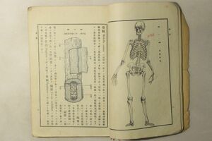 「人体解剖学 第1巻」吐鳳堂書店 医事新聞社 明治11年 1冊｜医書 医学書 骨学 図解 絵入り 骸骨 頭蓋 明治時代 古書 和本 古典籍 m62