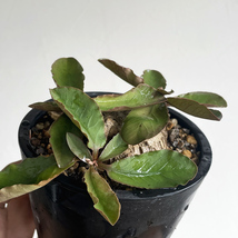 Euphorbia prlimulifolia ユーフォルビア プリムリフォリア / 特良型・2021輸入・発根済・開花 // コーデックス, 塊根植物, Caudex_画像5