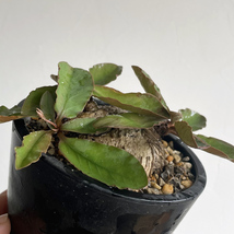 Euphorbia prlimulifolia ユーフォルビア プリムリフォリア / 特良型・2021輸入・発根済・開花 // コーデックス, 塊根植物, Caudex_画像7
