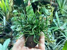 Tillandsia bulbosa 'Mini Brazil' 】★超小型のティランジア・ブルボーサ / チランジア_画像7