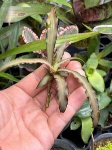 【 Cryptanthus delicatus (Selby1997-26) 】★★クリプタンサス・デリカトゥス