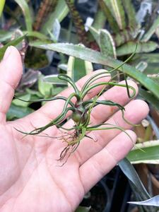 Tillandsia bulbosa 'Mini Brazil' 】★超小型のティランジア・ブルボーサ / チランジア