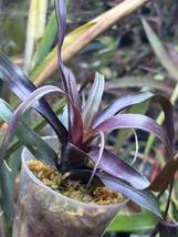 【 Vriesea bleheri 】★★紫色の小型フリーセア・ブレヘリ / 原種アナナス / ブロメリア_画像1