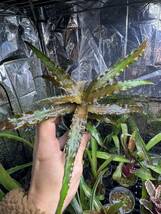 【 Cryptanthus warren-loosei 】★★クリプタンサス・ウォーレンルーシィ_画像5