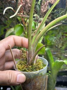 【 Neoregelia bahiana (Leme #2209) 】★レメナンバー付き★ ネオレゲリア・バイーアナ