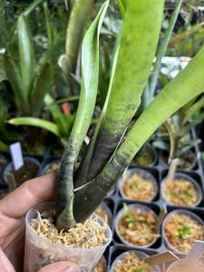 【 Neoregelia coimbrae (Brazil) TF1720 】★★ネオレゲリア・コインブラエ