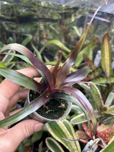 【 Vriesea bleheri 】★★紫色の小型フリーセア・ブレヘリ / 原種アナナス / ブロメリア