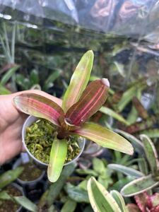 【 Neoregelia 'Kilihune' (Lisa Vinzant) 】★赤い斑入りの小型ネオレゲリア・キリフネ