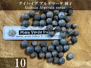 グイハイア アルギラータ 種子 10粒+α Guihaia Argyrata 10 seeds+α 種 ヤシ