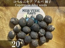 コペルニキア アルバ 種子 20粒+α Copernicia Alba 20 seeds+α 種 ヤシ コペルニシア_画像1