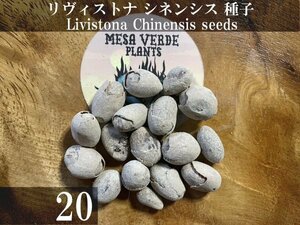 リヴィストナ シネンシス 種子 20粒+α Livistona Chinensis 20 seeds+α 種 リビストナ チネンシス ヤシ ビロウヤシ