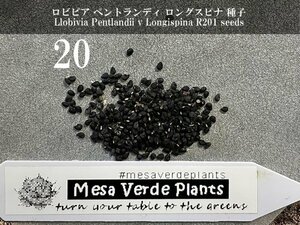 ロビビア ペントランディ ロングスピナ 種子 20粒+α Llobivia Pentlandii v Longispina R201 20 seeds+α 種 サボテン 青玉
