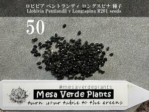 ロビビア ペントランディ ロングスピナ 種子 50粒+α Llobivia Pentlandii v Longispina R201 50 seeds+α 種 サボテン 青玉