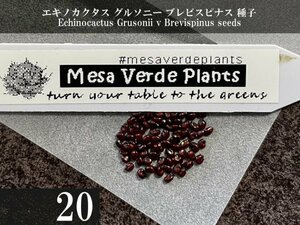 エキノカクタス グルソニー ブレビスピナス 短刺金鯱 種子 20粒+α Echinocactus Grusonii v Brevispinus 20 seeds+α 種 サボテン