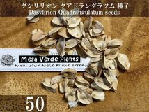 ダシリリオン クアドラングラツム 種子 50粒+α Dasylirion Quadrangulatum 50 seeds+α 種_画像1