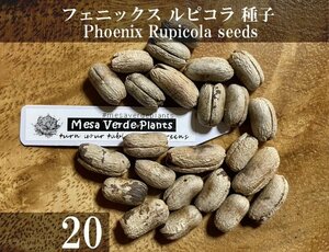 フェニックス ルピコラ 種子 20粒+α Phoenix Rupicola 20 seeds+α 種 ヤシ Cliff Date Palm