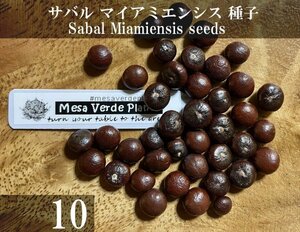 サバル マイアミエンシス 種子 10粒+α Sabal Miamiensis 10 seeds+α 種 ヤシ