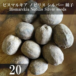 ビスマルキア ノビリス シルバー 種子 20粒+α Bismarckia Nobilis Silver 20 seeds+α 種 ヤシ Bismarck Palm