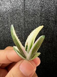 T-31アガベ【特選】 多肉植物 チタノタ スナグルトゥース優良血統 Agave Titanota 