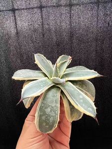 T-43アガベ【特選】 多肉植物 アプラナタ クリームスパイク Agave applaanata Cream Spike