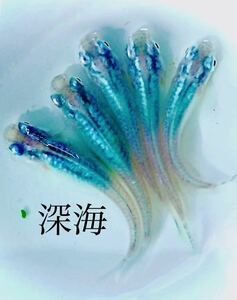 ◆深海◆ディープブルー 王華ブルー サファイア レッドクリフ ミッドナイトフリル 有精卵10個(+@2コ)