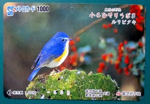SFメトロカード1000 (営団地下鉄、使用済み)　東京の野鳥・小さなやすらぎ・ルリビタキ　穴3孔、良品　美品 経年不明 送料63円（郵便書簡）