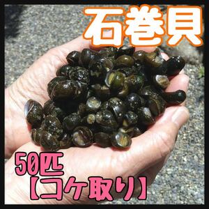 ☆石巻貝／50匹☆ イシマキガイ水質浄化 送料無料 アクアリウム 水槽 苔取り 清掃 掃除屋 脱走しない メダカ 金魚