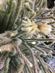 ■多肉植物　　リプサリス　【プロカルパ】　沢山の花の開花後　丸い可愛い実がとても人気のプロカルパ~♪