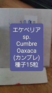 エケベリア　sp., Cumbre, Oaxaca 種子15粒