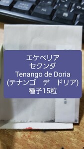 エケベリア　セクンダ, Tenango de Doria 種子15粒
